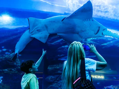 Túnel del Dubai Aquarium incluido en la entrada combinada del Burj Khalifa