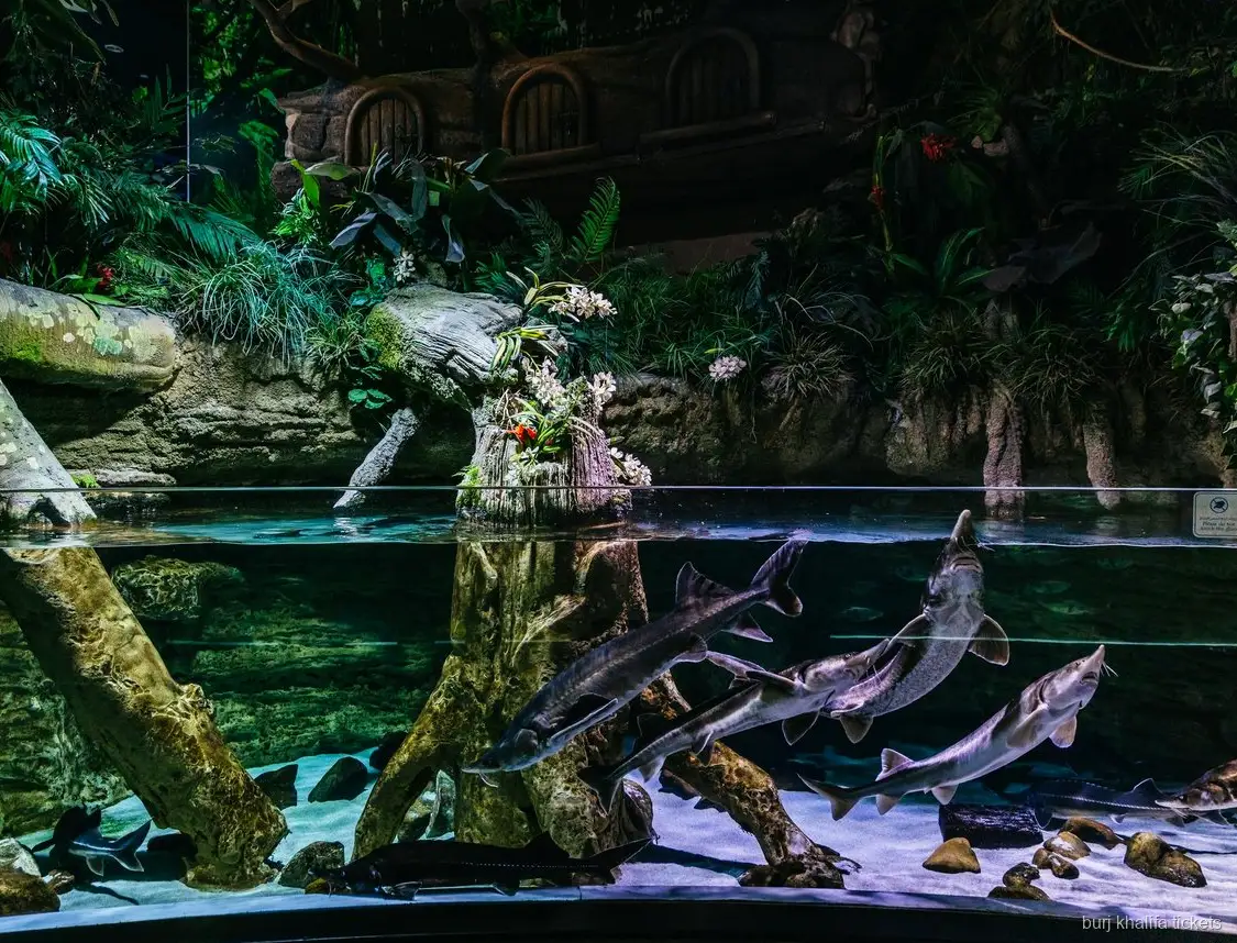 Życie morskie w Dubai Aquarium, część biletu łączonego z Burj Khalifa