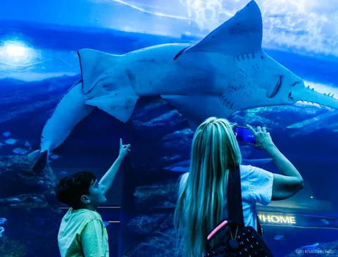 Tunnel du Dubai Aquarium inclus avec le billet combiné Burj Khalifa