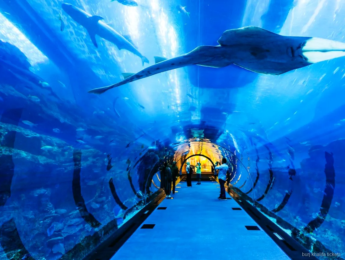 Exposition de l'Underwater Zoo incluse avec le billet Burj Khalifa et Dubai Aquarium